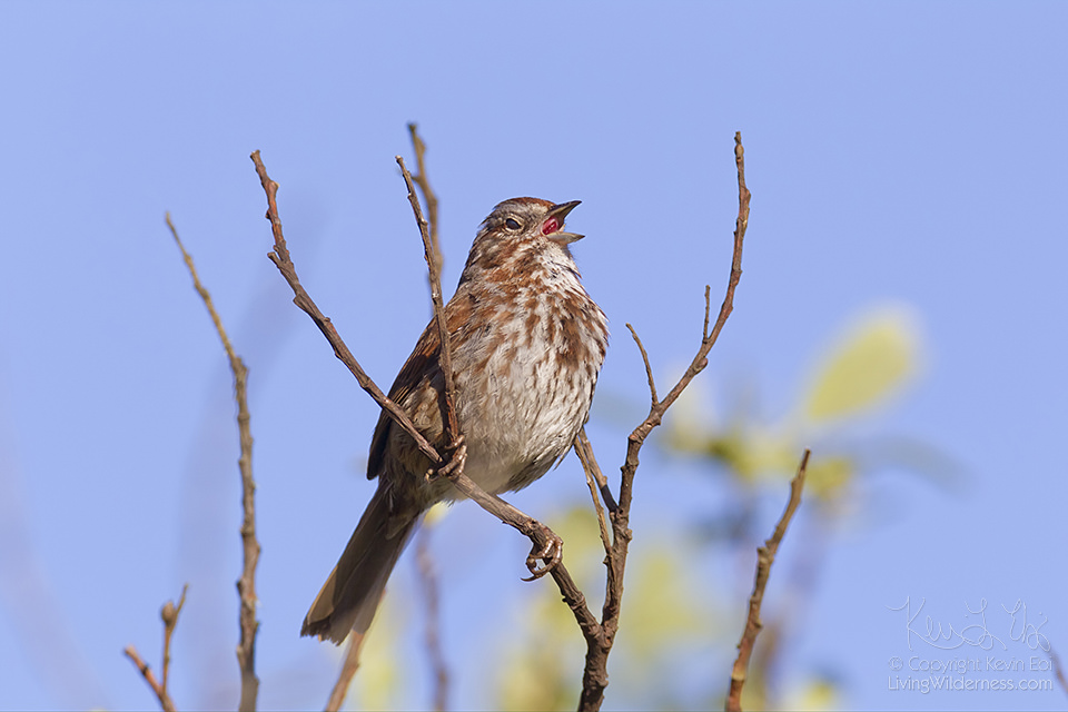 Take 5 minutes to listen to a chorus of songbirds.